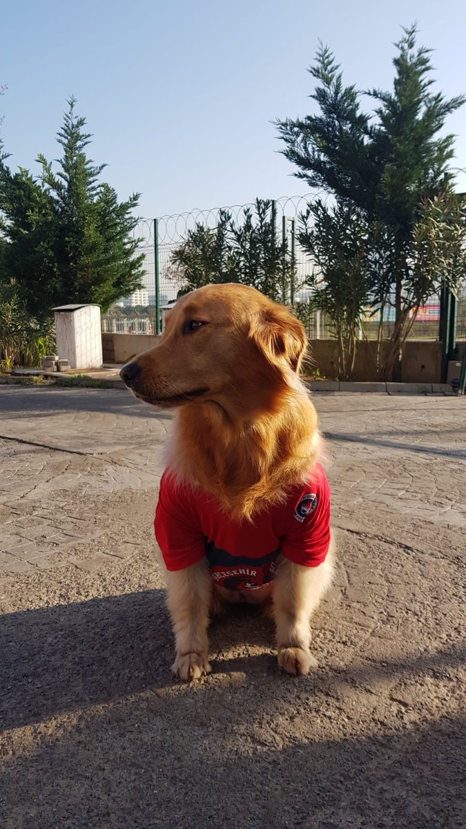 Okulumuzun tatlı kızı Badem  tatil heyecanı saran öğrencilerimizle tüm gün neşeli  oyunlar oynadı.🐕♥️👬♥️👭♥️👫