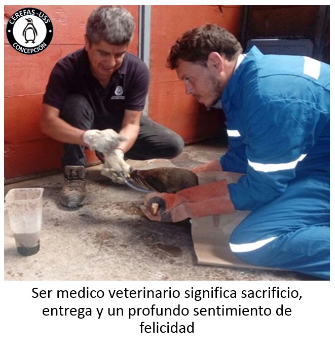 CEREFAS-USS Concepción (@cerefas_uss_bio) on Twitter photo 