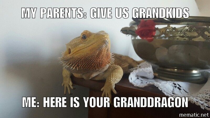 OG_Dragons's tweet photo. Me lol. #beardeddragon #beardie https://t.co/uCgMFndvJL