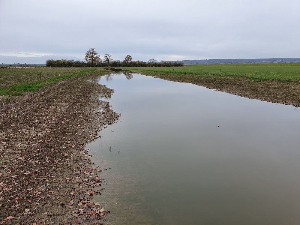 Update on our paleochannel which is being brought back to life as a freshwater habitat;forming 2+ miles of wetland corridors  being created across the reserve. Here it's holding water after recent rainfall &amp;already attracting birds to the goose fields including Curlew &amp; Lapwing