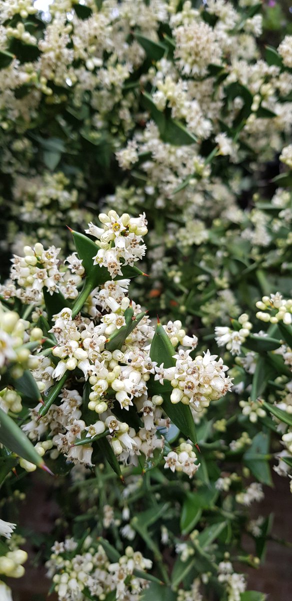 bloominBridget's tweet photo. Colletia paradoxa in flower in the med garden @ERustonOldVic https://t.co/4fbB6l7fkl