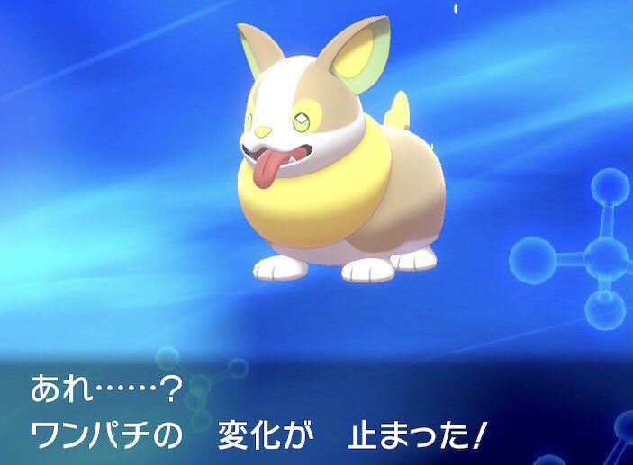 ポケモン コーギー