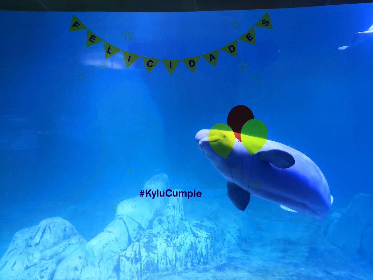 Oceanografic_vl's tweet photo. 🐳 ¡Hoy el pequeño #Kylu cumple 3 años!
Y, para la ocasión, sus cuidadores le han preparado una 🎂tarta muy especial con un importante mensaje de conservación 🌎.
¿Quieres verla? 👉🏼https://t.co/rd8G2B0Hz7 https://t.co/HEwTbcedPZ