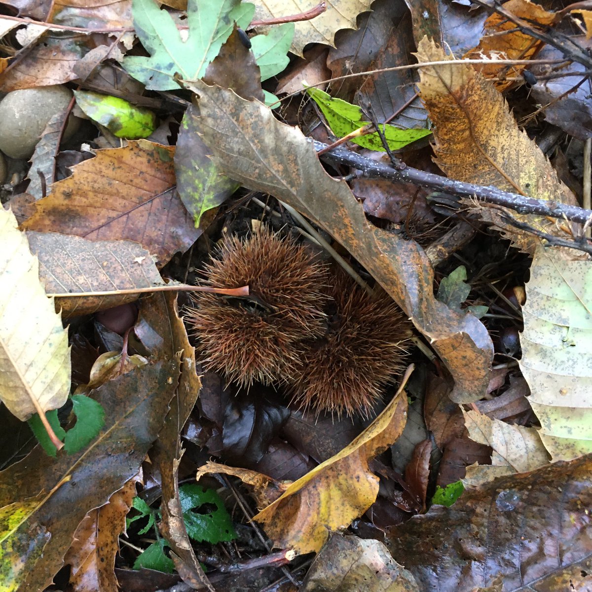 Of the sweet chestnut: we give that fruit to our swine in England, which is amongst the delicacies of princes in other countries, & of being of the larger nut is a lusty & masculine food for rusticks at all times, & of better nourishment for husbandman than coal, & rusty bacon.