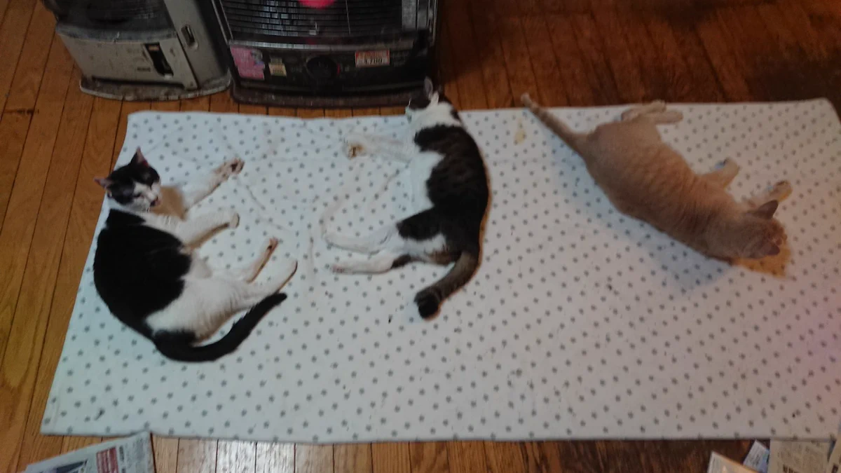 ストーブを出したら、早速猫ちゃん達が寄ってきた！しかも、知らないノラも・・・wwww