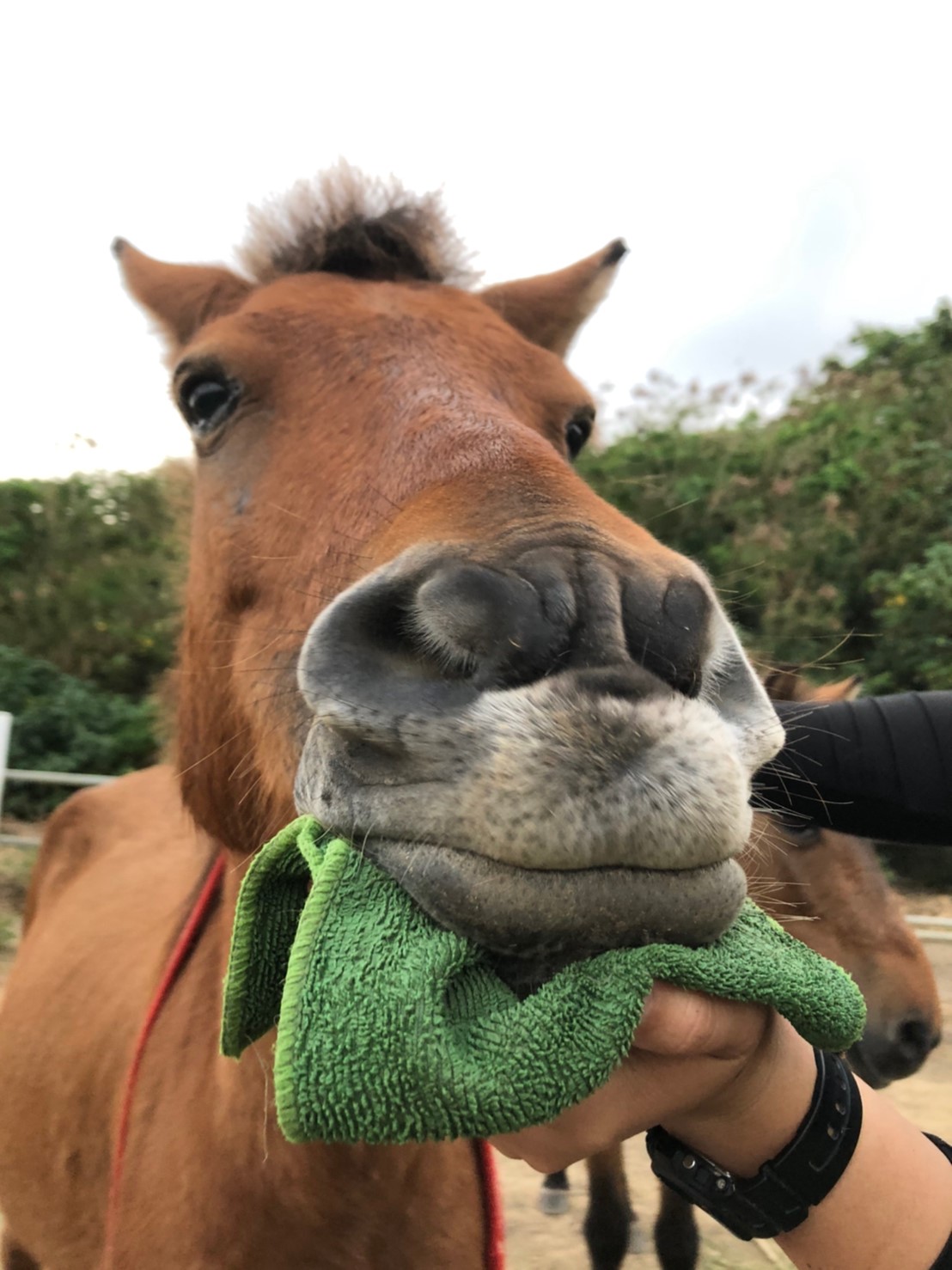 風馬与那国馬倶楽部 ただでさえ可愛い馬の下唇 おとがい をブチュっとするとさらに可愛いんではないかと か わ い い 1 2枚目がバニラ まだブチュ足りないかな の 3枚目がディープくんです これぞシャクレ馬 T Co C5nmafiqi3