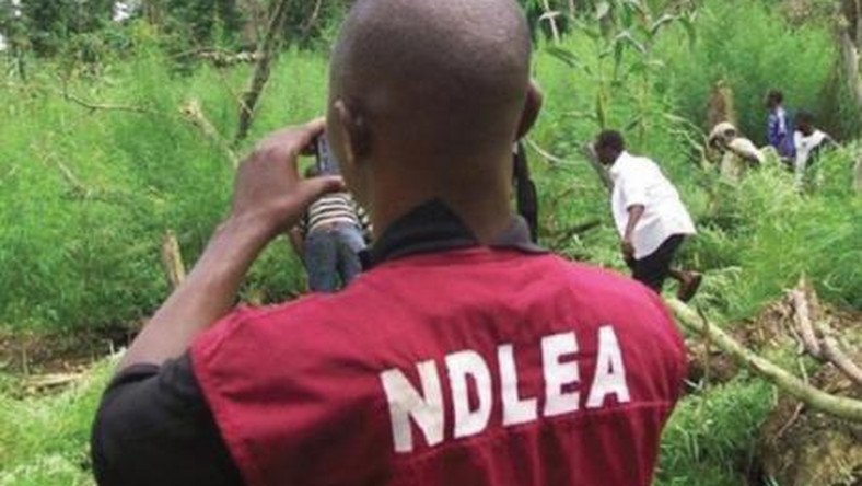 cadamcare's tweet photo. Yesterday, the @ndlea_nigeria in Oyo state destroyed more than 40 hectares of hemp plantation. We at CADAM fully support any action aimed at halting the spread of these illicit substances. Stay drug-free, Stay safe! #ndlea_nigeria #drugs #cannabis #drugfree https://t.co/G1K4XbRu47