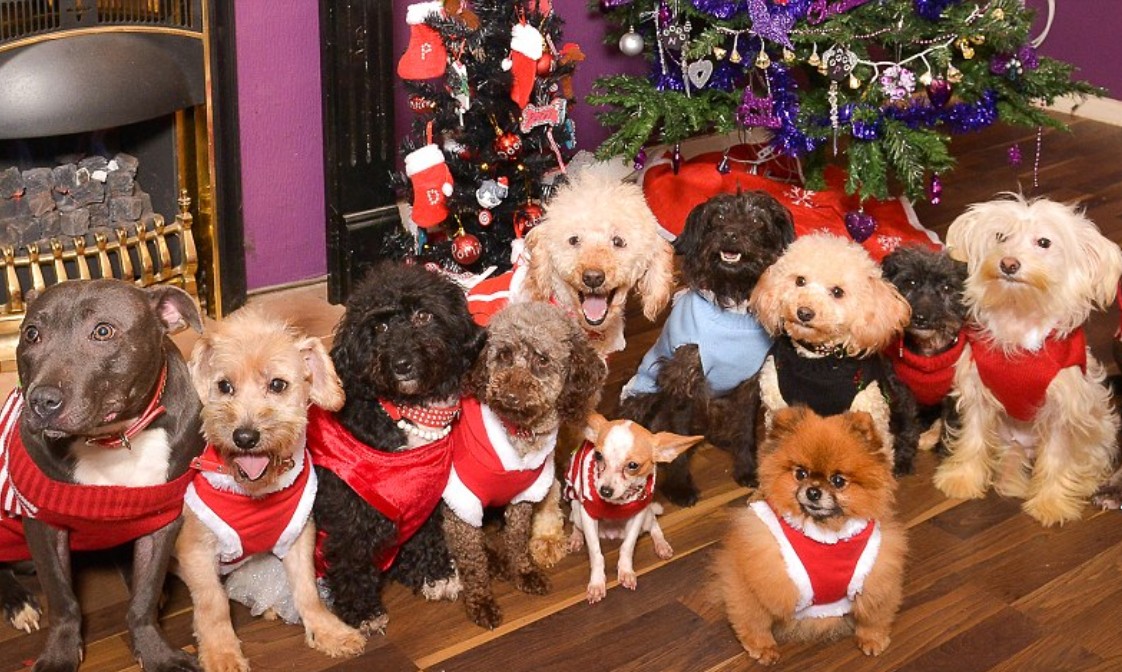 WoofTimeEvents's tweet image. So excited to for the Next Woof Time's Doggy Brunch, it's our Xmas special! 🐶🎅☃️🎄🎁🤶🐕🐩🐶Sunday 8th December TheBirds 10.30am - 12.30pm #DogParty #DoggyBrunch #Doggyday #Dogsofinstagram #Dogsallowed #Dogsarethebest #DogsofLeytonstone #Sundayfunday

ow.ly/pRBk50xbLma