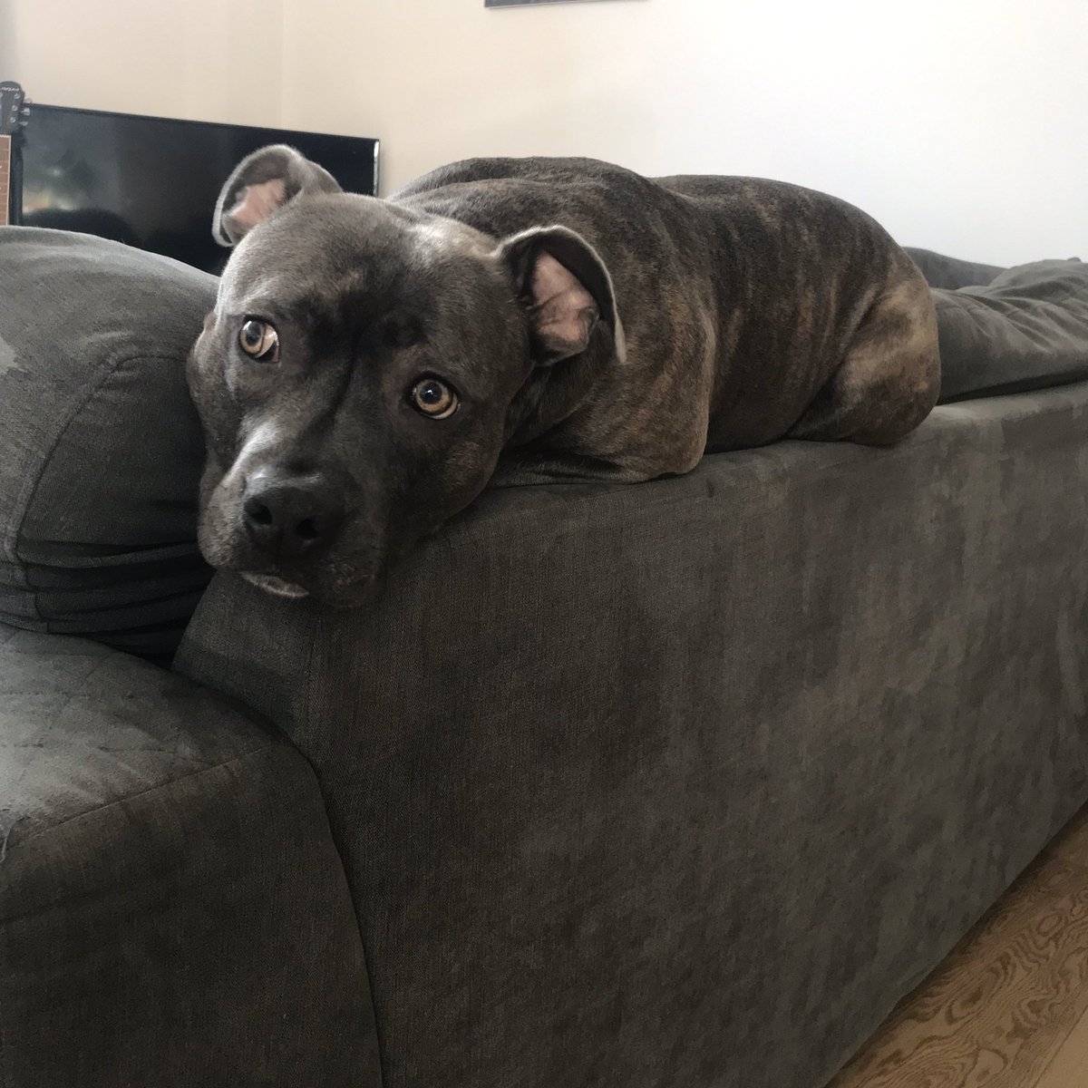 FriendlyStaffy's tweet photo. Camouflage? Completed it mate. https://t.co/WQG7iZkGrm