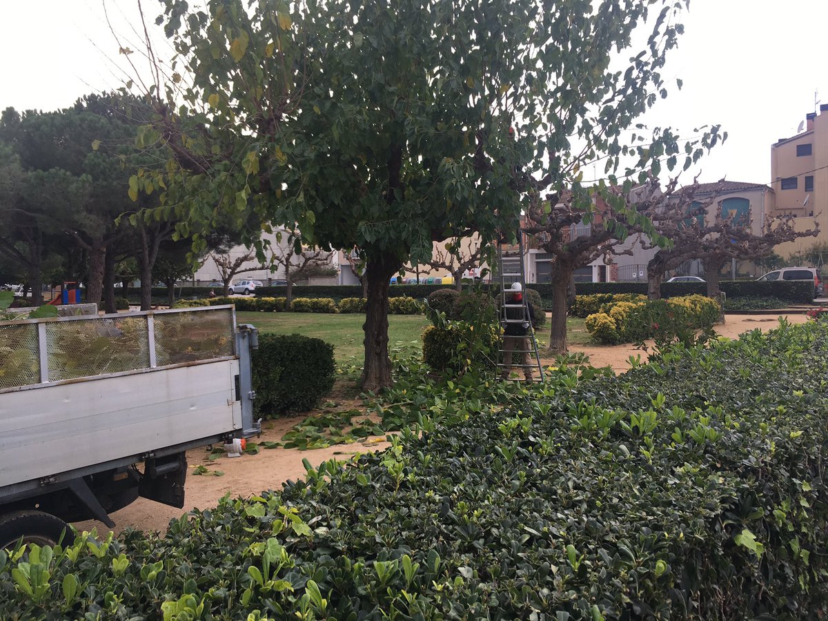 AjuntamentPLF's tweet photo. 📷 El manteniment i la cura dels arbres dels parcs i jardins de la nostra població és una de les feines estacionals que podem veure aquests dies tot passejant! #viuPLF #entornPLF https://t.co/8qT5P2iWhC