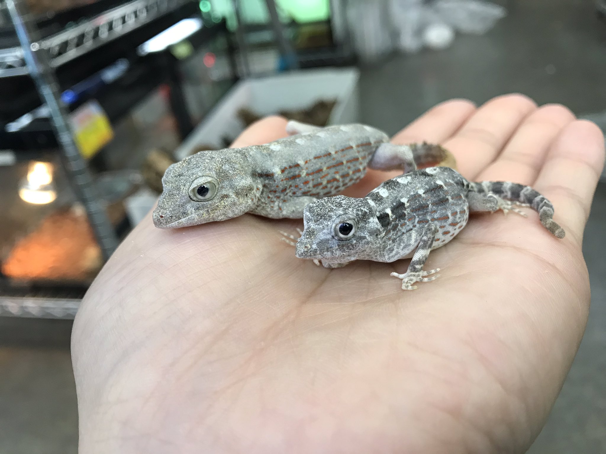 ペポニ@リミックス みなと店 on X: 