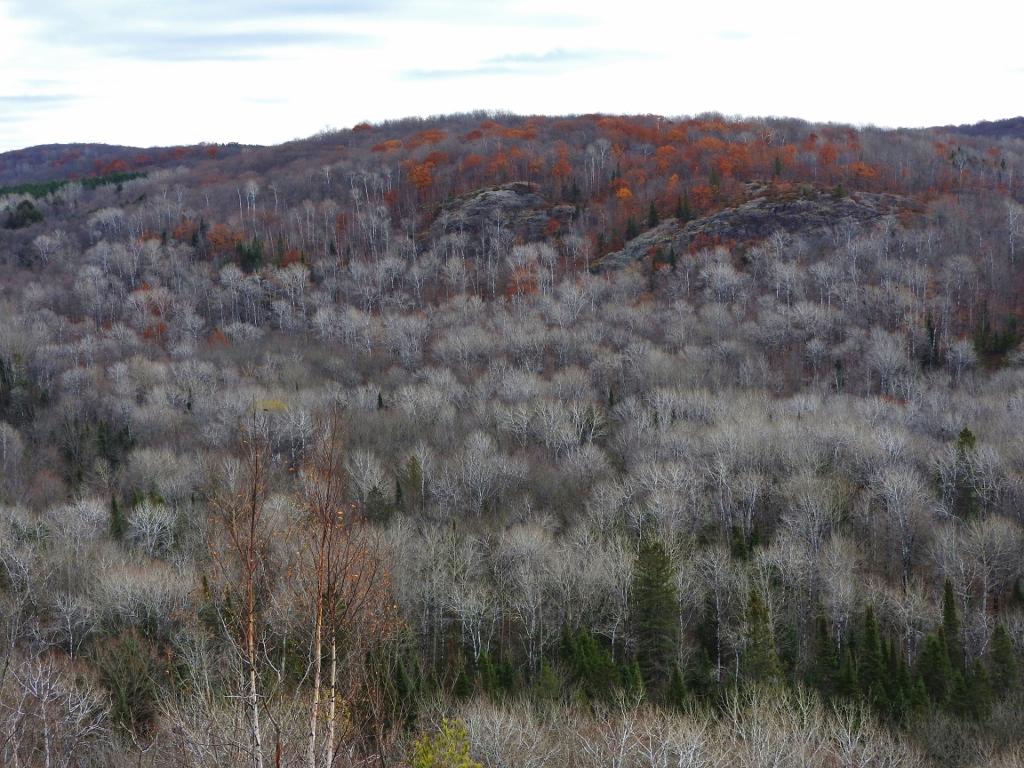 CableNHMuseum's tweet photo. Museum E-Newsletter: Finding Fall Color https://t.co/zsyz20Fgty https://t.co/B9XuWszV6h
