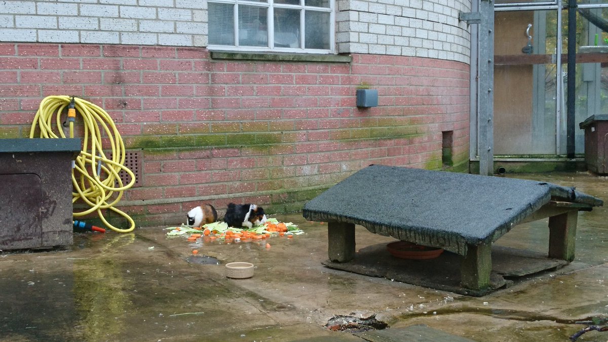 PortsmouthGeog's tweet image. Rain doesn't stop play here! Our 2nd year students have been out evaluating the intergenerational credentials of a local #greenspace for our Social Identities and Place module #fieldworkisfun