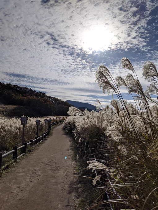 曽爾高原のススキが見頃だったので写真を貼っておきます 