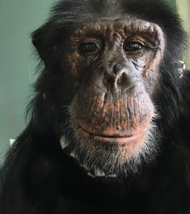 SaveTheChimps's tweet photo. Featured Artist: #DylanTheChimp

Dylan is 12 years old and a member of Ron's family. He can be described as playful, cute, clumsy, &amp; spoiled. He loves toys, blankets, kiddie pools &amp; painting. 

Bid on his #art: https://t.co/8bWyobirrA

#Auction #OnlineAuction #AllThingsChimp #Bid https://t.co/843y67Qy65