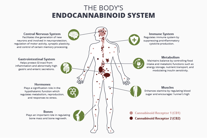 ThirdEyeElixir's tweet image. For those of you who don't know, our bodies have a natural endocannabinoid system. It is a critical part in maintaining homeostasis.
#CBD #endocannabinoid #physiology #themoreyouknow #healthy #cannabis