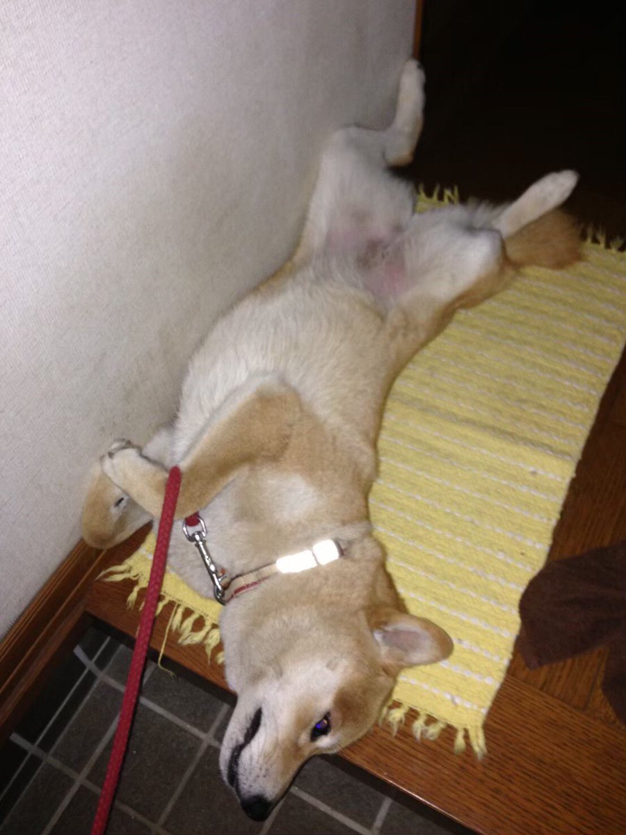 obryso's tweet image. こんばんは
本日の投票ページはこちらになります
yoshimotozaka46vote.com/2ndterm/2ndrou…
お兄ちゃんは
何としてでも
上位に食い下がりたいようです
写真の私みたいに

Instagramへの いいね を
是非ともよろしくお願いしますです
instagram.com/p/B4mQreLlcSc/…

#吉本坂2期生オーディション 
#宣伝本部長 #おばらはる