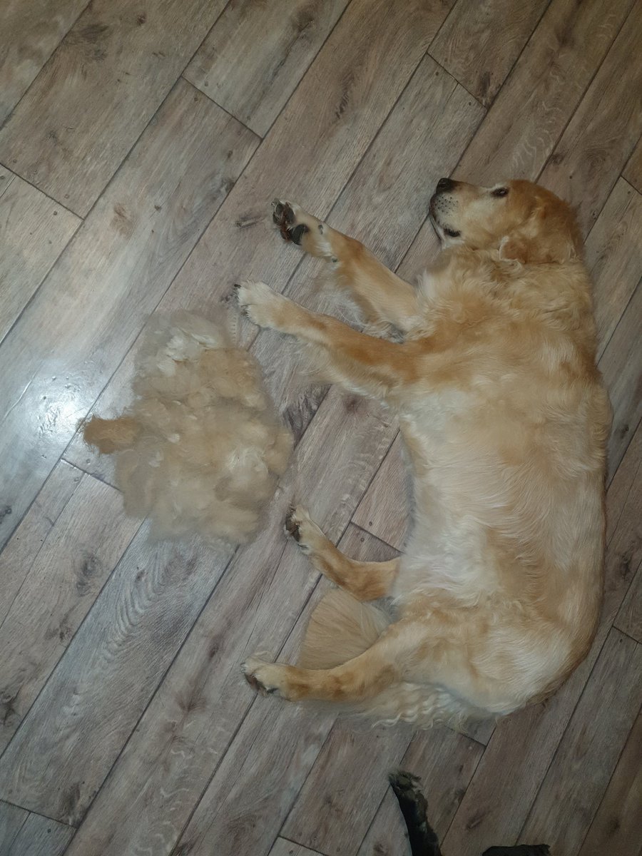 Ich komm nicht zum #zocken 😂 erste Seite Hund #Lucky fertig🐕 zweite nach ner kurzen Kaffee Pause.....aber dann .....dann zocken ich #Stormland