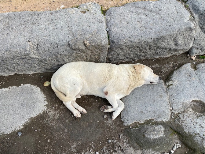 な على تويتر ポンペイ遺跡の犬の床絵 そして床絵になる犬たち かわいい 黄金のイタリアツアー