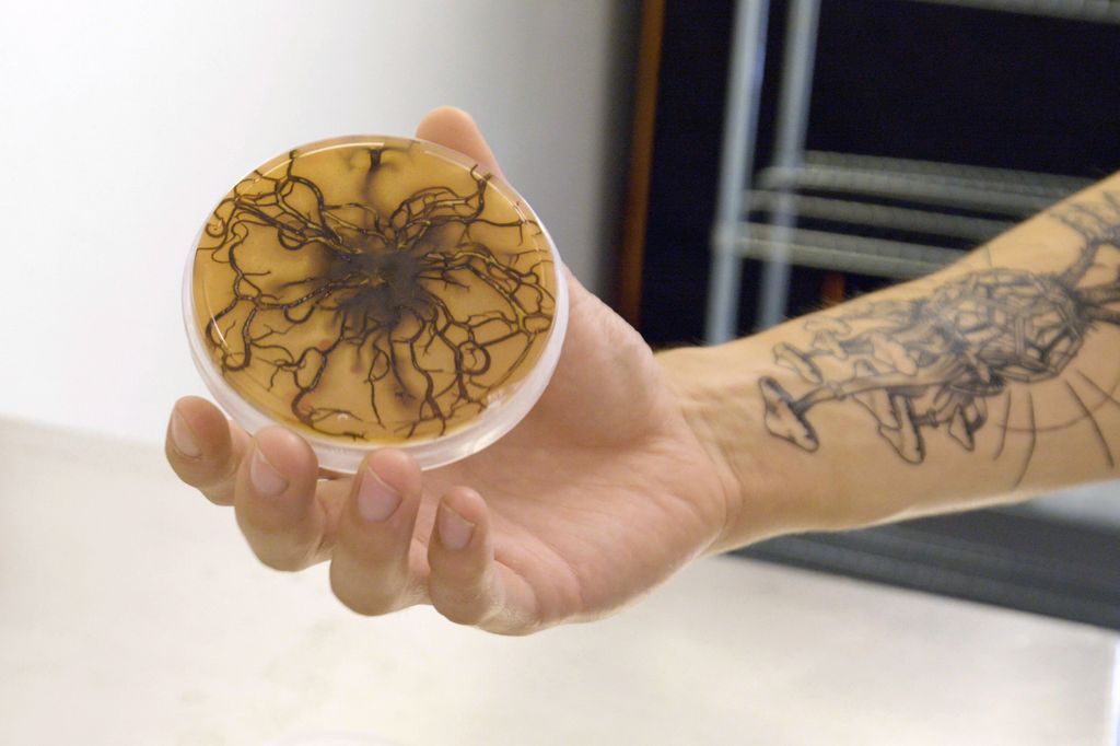 We're delighted to launch the first of our video case studies! Watch it and see how <a href="/biohmhome/">BIOHM | The Future of Home</a> use waste to feed mycelium and grow really useful products like building insulation buff.ly/2KlWaPB #CircularSMEs #circulareconomy