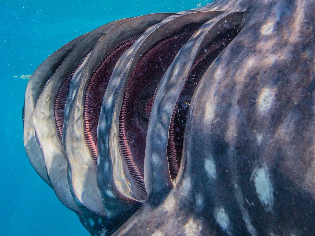 YOU so GILLY! 😆🐋🦈 DYK: We can process up to 1,500 cubic gallons of water per hour! #FridayFeeling 

📸: Simone Caprodossi