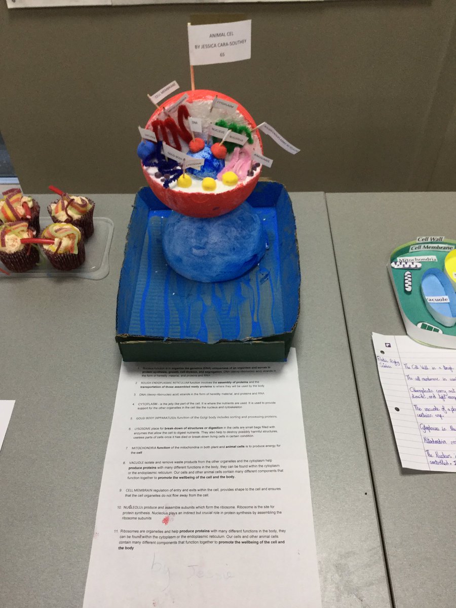 AHPrepHead's tweet photo. Great to see Year 5 exhibiting the knowledge of cells and their creativity today.  Some models were even edible. Roll on coffee time! #freedomtolearn #creativity #innovation https://t.co/bu8VUSGnKJ