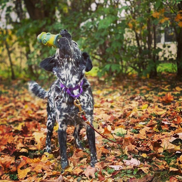 1LegUpPets's tweet photo. Guys! Holidays are just around the corner! 🦃🎅🏻Please support our local, family owned business and visit https://t.co/jTWXHc5rzV to get your pet the gift he/she deserves! 

How cute is Spot with her new toy? ❤️
#madeinusa #madeinamerica #dogtoys #EriePA https://t.co/3seXGdu1VK