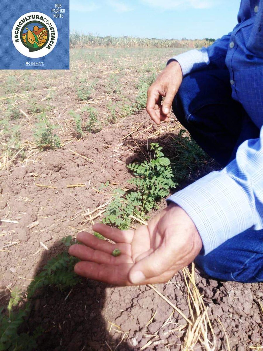 Hub_PACNorte's tweet photo. En Plataforma de Investigación dedicada a la zona de temporal en Sinaloa CIMMYT/Club de AC del Évora, se evalúan cultivos de sorgo, variedades de Garbanzo del #INIFAP y  de maíz del #CIMMYT para ofrecer a productores alternativas para hacer una #AgriculturaConCiencia https://t.co/oDmtiRIoHu