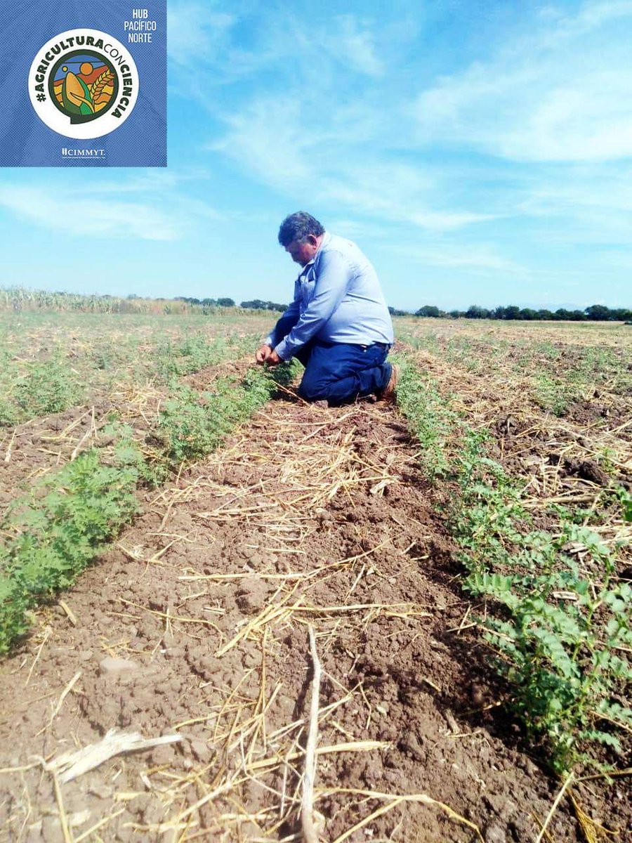En Plataforma de Investigación dedicada a la zona de temporal en Sinaloa CIMMYT/Club de AC del Évora, se evalúan cultivos de sorgo, variedades de Garbanzo del #INIFAP y  de maíz del #CIMMYT para ofrecer a productores alternativas para hacer una #AgriculturaConCiencia