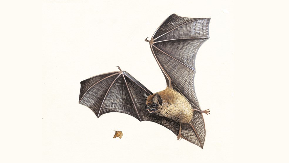 WilJackson7's tweet image. tinyletter.com/Smog-in-the-Wi… Scared of bats? read on to be convinced how these midnight dancers really do help me and you 🦇🍃🦇

#wildlife #nature #WritingCommunity #indieauthors #FollowReads #FridayMotivation