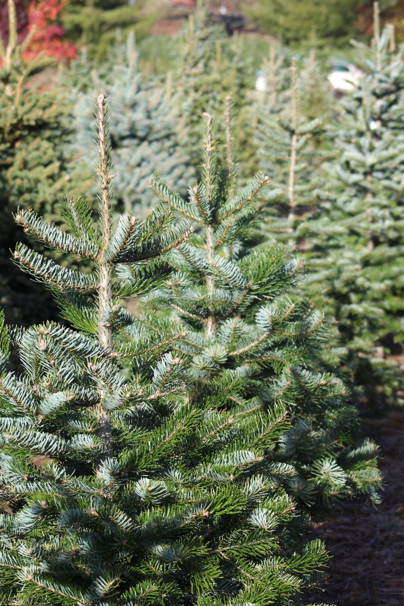 bethanychtrust's tweet photo. Ordering a Christmas Tree was never so easy! You can order your #CaringChristmasTree on our website or call 0345 111 8733.
Choose your pick-up point at a location near you or phone to find out if you’re eligible for delivery!
Order today: https://t.co/G1mbli5klo https://t.co/jQHCDyHYs5