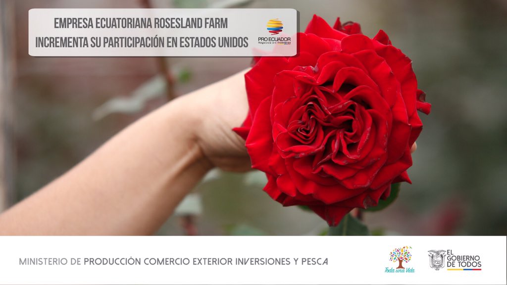 PRO ECUADOR North America (@proecuadornoram) on Twitter photo 🔴¡BUENAS NOTICIAS! Rosesland Farm concretó la exportación de rosas a un nuevo importador del medio oeste de Estados Unidos, resultado de su participación este año en la #MacrorruedaEcuador. La exportadora contó con el apoyo de <a href="/Produccion_Ecu/">Ministerio de Producción</a> a través de la OCE en Chicago. 🔴¡BUENAS NOTICIAS! Rosesland Farm concretó la exportación de rosas a un nuevo importador del medio oeste de Estados Unidos, resultado de su participación este año en la #MacrorruedaEcuador. La exportadora contó con el apoyo de <a href="/Produccion_Ecu/">Ministerio de Producción</a> a través de la OCE en Chicago.