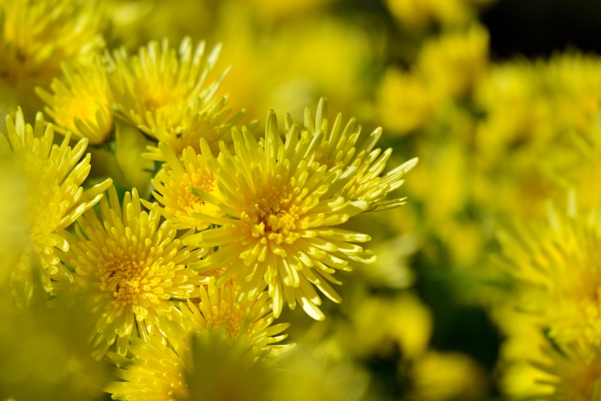 内田 平孝 慎ましき 庭や彼処も 菊日和 菊の花が 此処彼処 ここかしこ に咲いている 慎ましく小さな庭にも黄菊 白菊 紅の菊と咲き乱れて 正に菊日和り のんびりと長閑さを味わいたい気分のひと時 外国の花言葉は 上機嫌 元気 あなたは