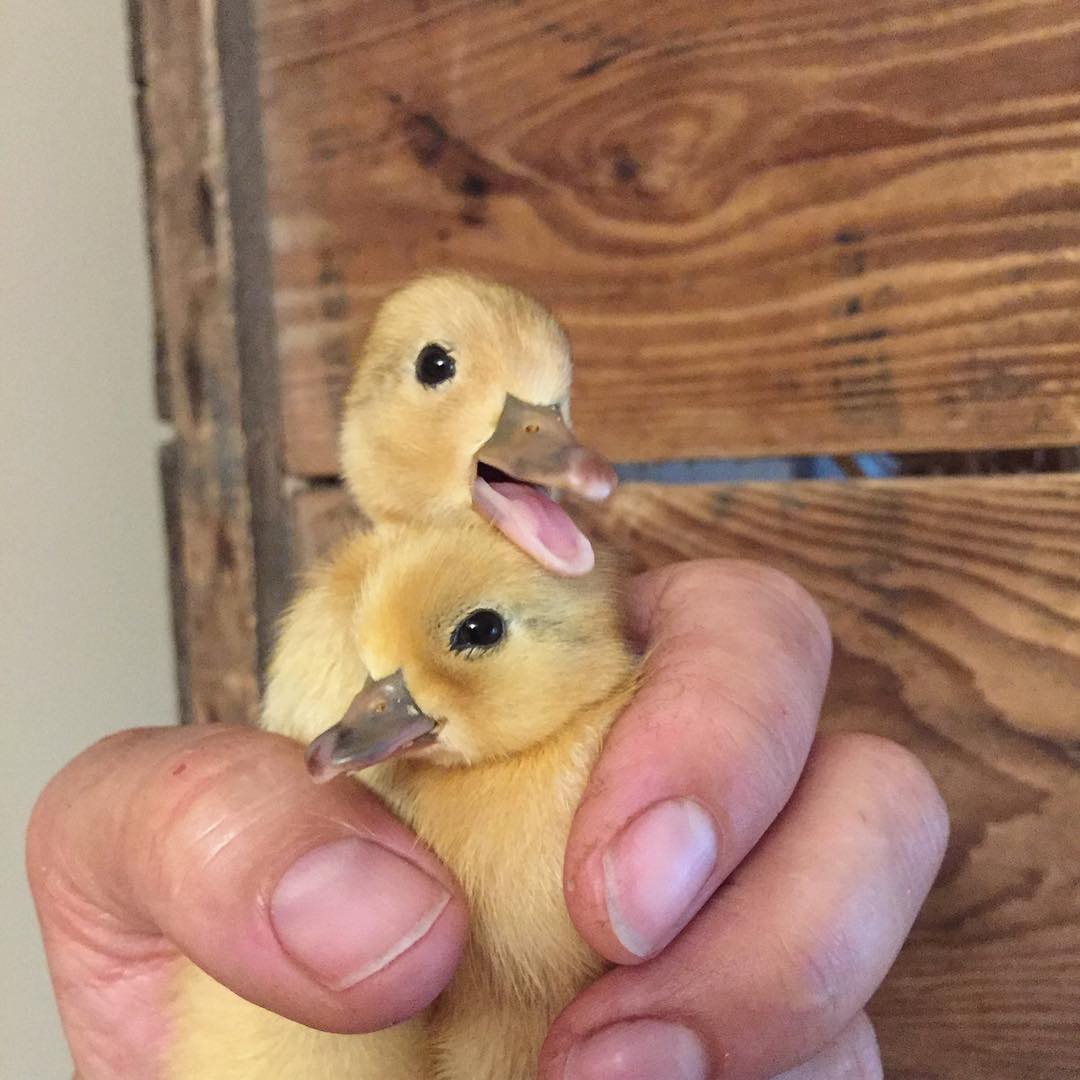 apricotvalleytb's tweet photo. We are bringing a strong #DuckFaceFriday this week!

The farm is now in winter mode, we will be including some photo's of our creative winter setup on Patreon.  We are also into full fledge winter fermentation; this is key to keep your birds well hydrated in colder climates! https://t.co/OhKcXZiSnp