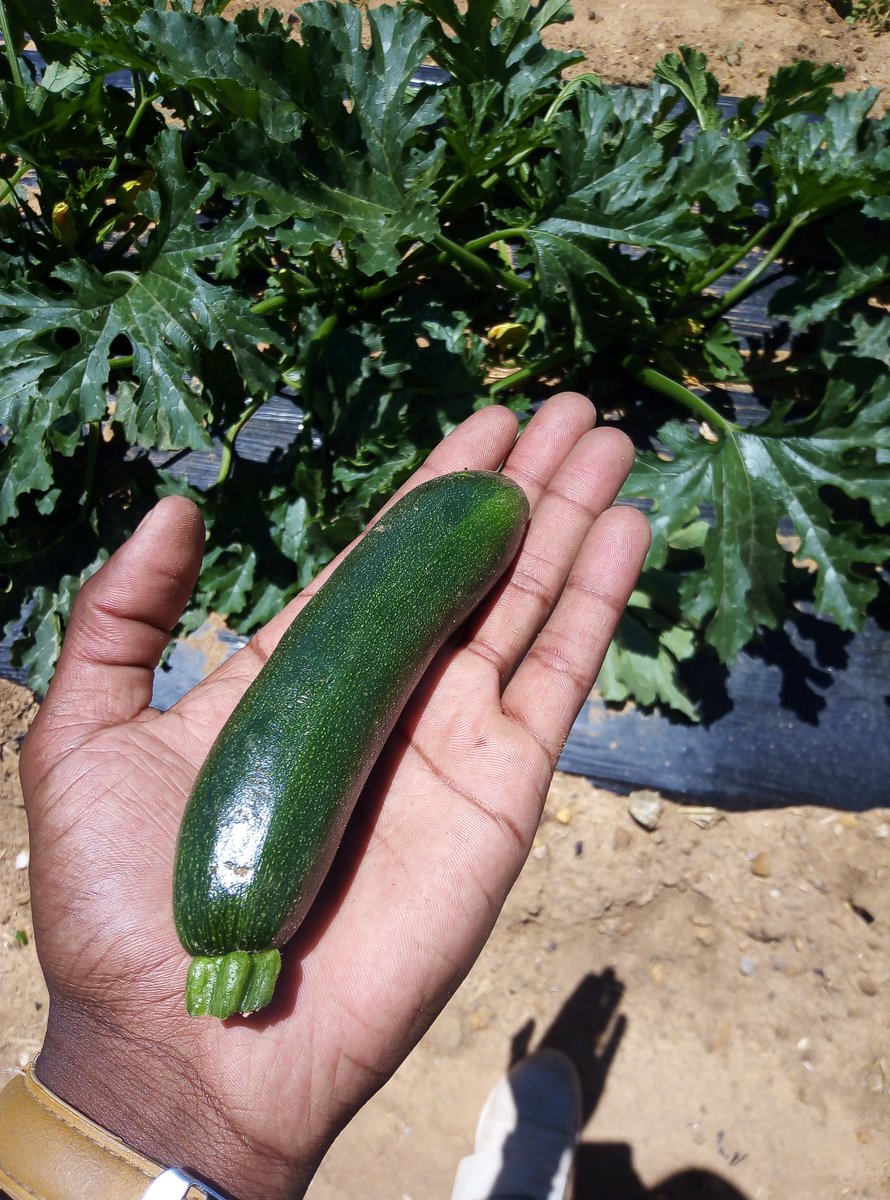 BangerHlokes's tweet photo. Planted 21/10/2019 Harvested 15/11/2019 ๐
#BabyMarrow https://t.co/UOb8WO4me4