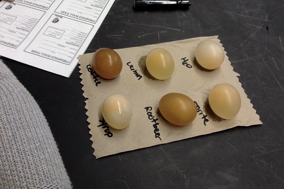 Kids are having a great time learning about the selective permeability of cell membranes by using eggs with disintegrated shells and placing them in various liquids! <a href="/Science_FTPS/">Mr. Siegal</a> <a href="/SGS_FTPSchools/">Rebekah Solomon</a> @Plummer_VP_FTPS