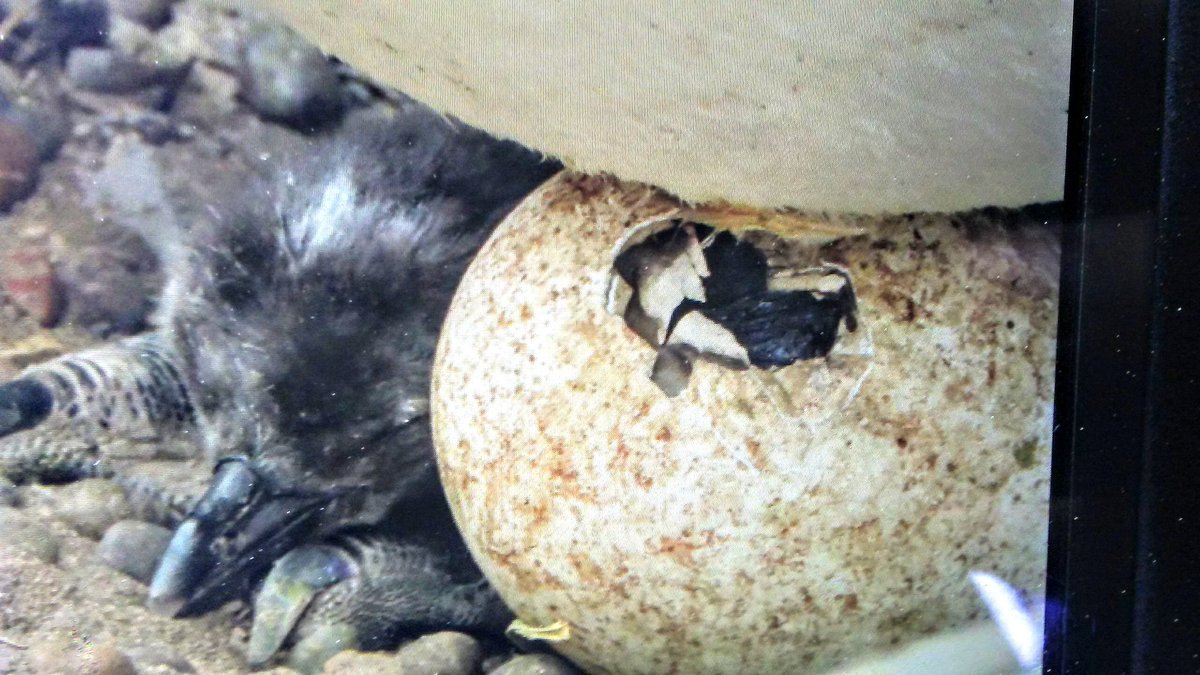 horizontelibre's tweet image. Noticias desde #PuntaTombo. Ya nació el primer pichón del sendero en la temporada 2019/2020 . El huevo lo habíamos visto el 7 de octubre y luego de 40 días de incubación rompieron el cascarón!! Un ciclo más!