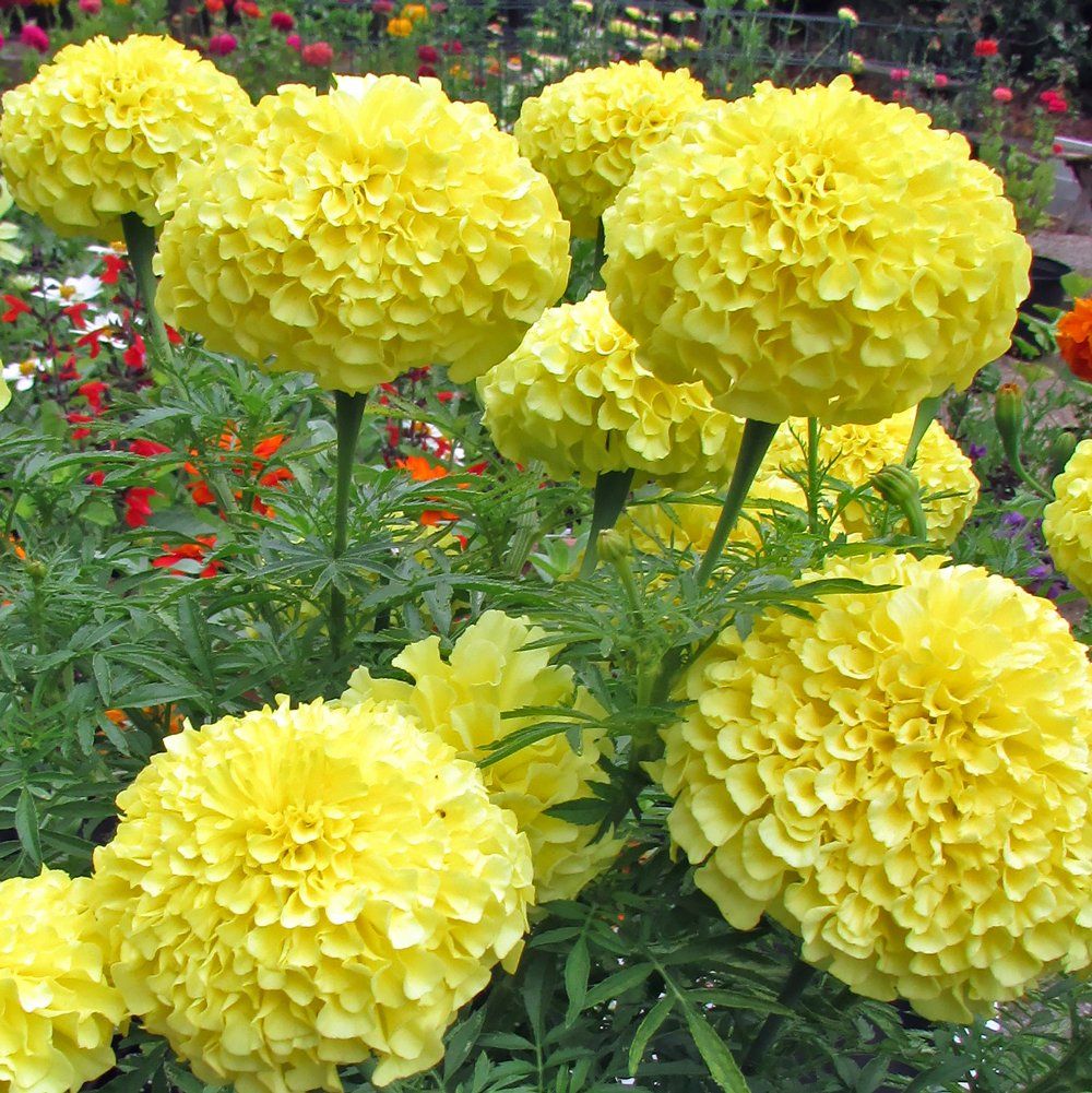 growjoyplants's tweet photo. The Inca II Yellow Marigold is the perfect flower for short-on-space balcony gardens. The plant grows 14-inches wide, and produces 3-4-inch yellow double blooms all season. Tap to learn more: https://t.co/rdCJCmZPvP
#inca2 #yellowmarigold #balconygarden #flowers #plants #growjoy https://t.co/fNJ6iF9eMk