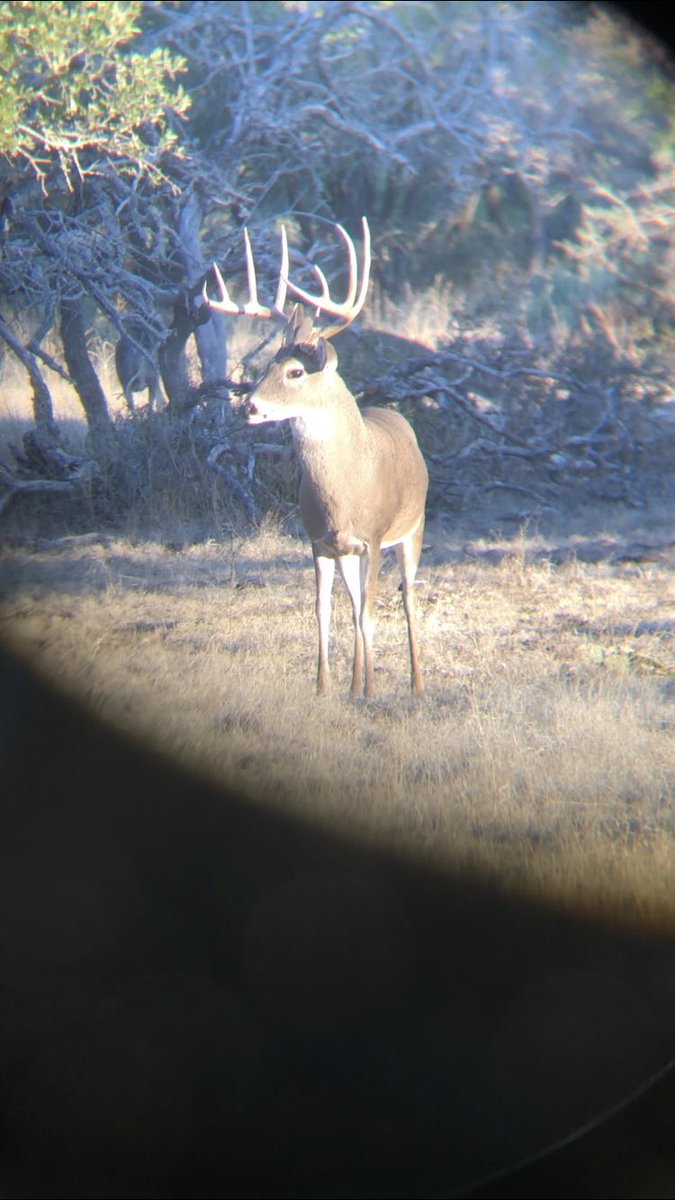 BannowskyLaith's tweet photo. Big managed native deer and better than pen raised deer any day. #dividecountry https://t.co/NfOUraPPlv