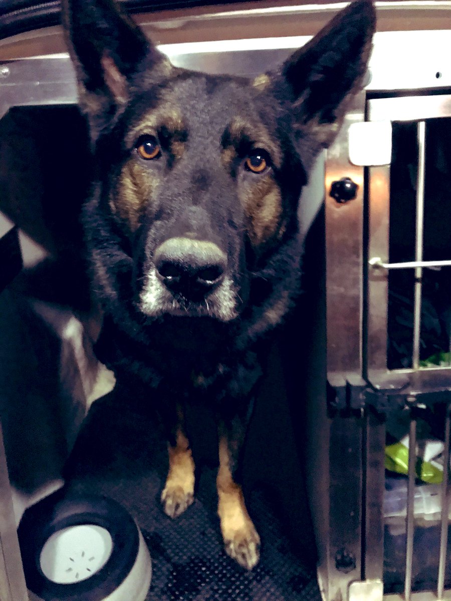 pd_chase's tweet photo. That face of โDid I do good?โ ๐ค runs from stolen ๐ Great containment in busy City centre park by @HCResponseCops @JOU_ArmedPolice @HantsPolRoads allowing the boy to do his thing & find ๐ค hiding in bushes & then locates the discarded car ๐ #teamwork #roomforone #happyhandler https://t.co/rUxkfPLWBp