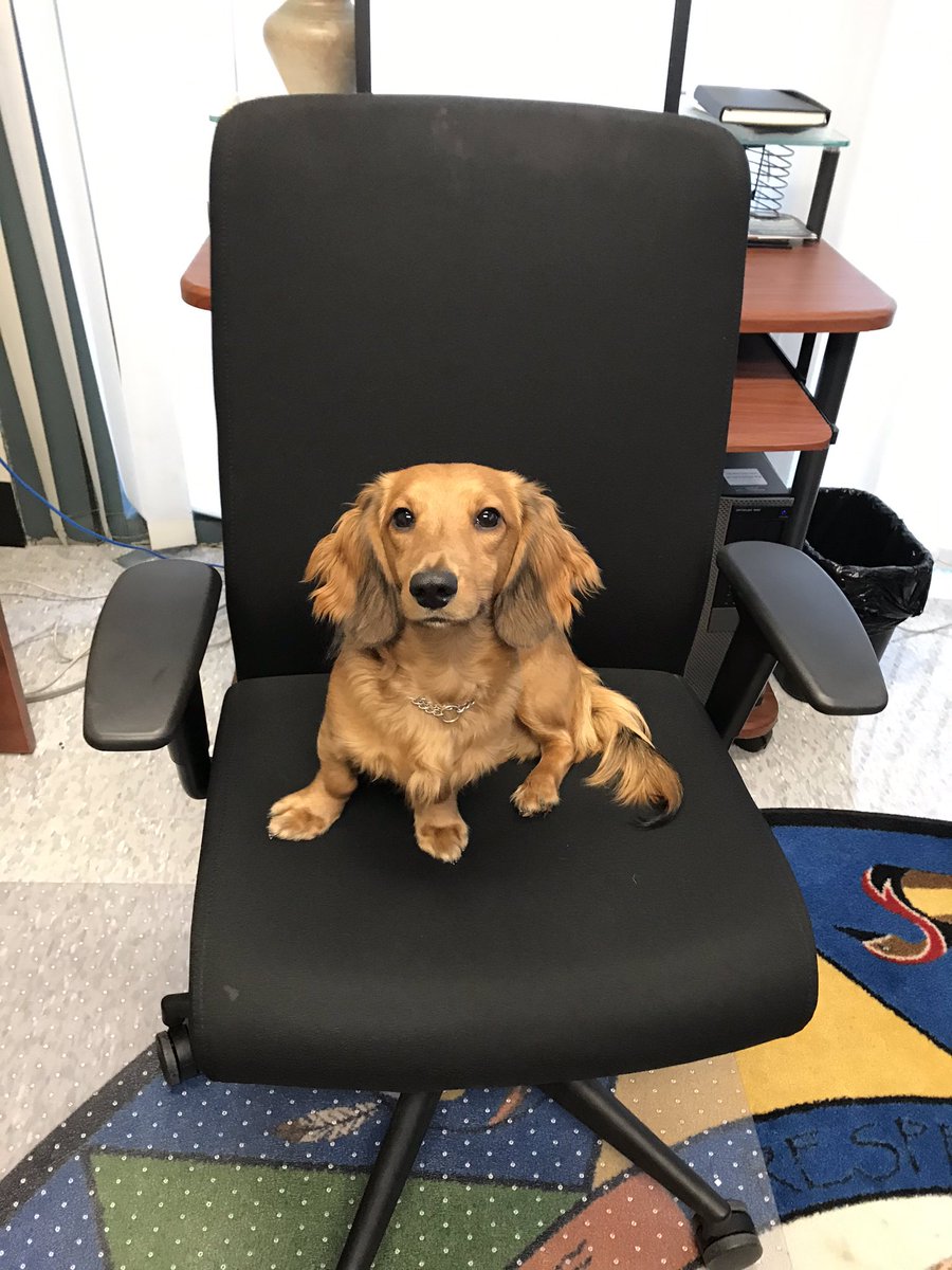 Daddy Michael Gurgol brought in his baby, Manny, and he took over the principal chair!