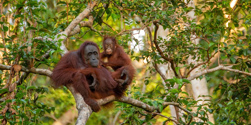 NWF's tweet image. Thanks for the follow @bobbyberk! We appreciate the work you do to celebrate heroes through redesigning spaces close to their heart. Here's a helpful scorecard on which #furniture companies are the most #wildlife-friendly: natwild.life/WoodFurnitureS… #zerodeforestation