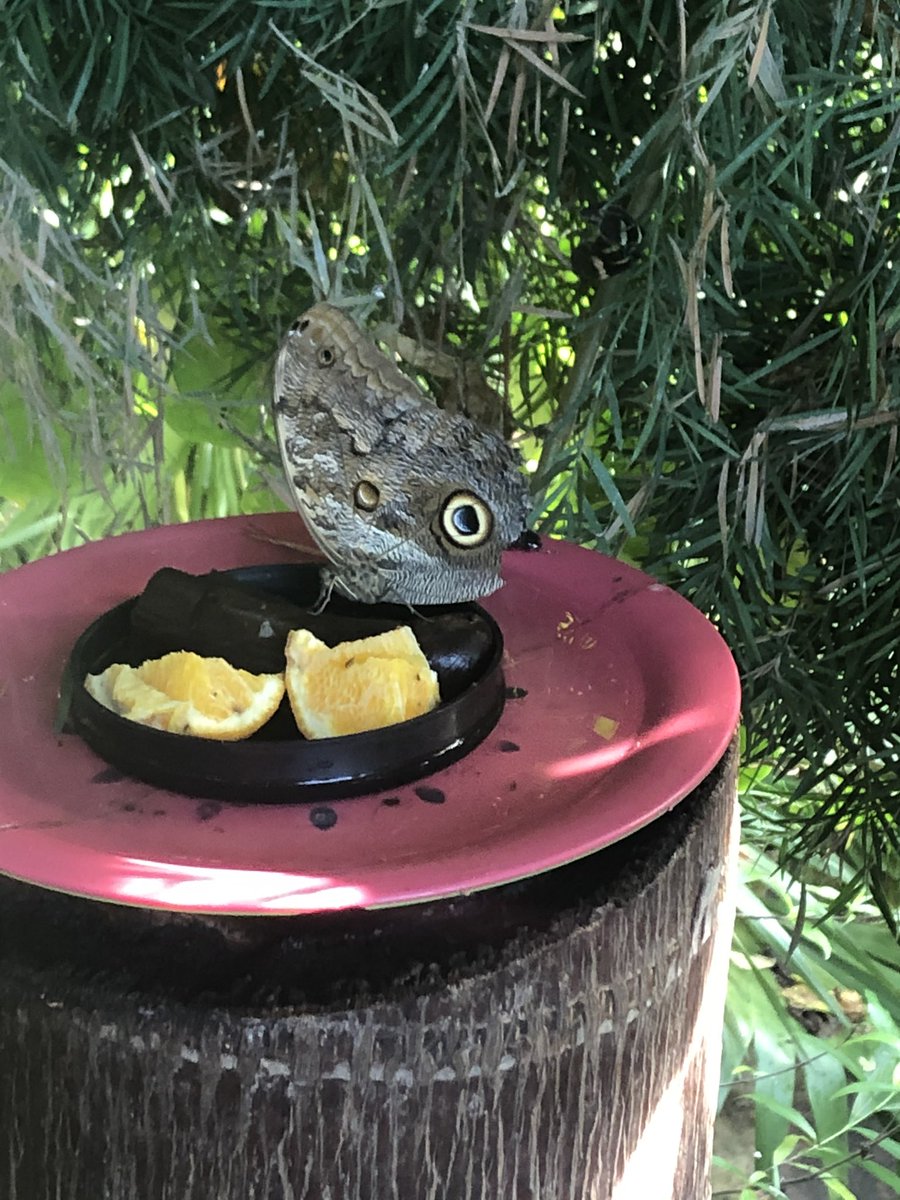 Fun in the Butterfly House and Insectarium...Primer field trip to the Texas Discovery Gardens! #parishPrimer #parishlsrocks
