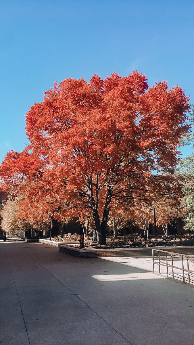 UMSL Millennium Student Center (@umslmsc) on Twitter photo Wow our campus sure is beautifulš Comment below with a red heart if you are wearing your Triton red this Friday!ā„ļø Wow our campus sure is beautifulš Comment below with a red heart if you are wearing your Triton red this Friday!ā„ļø