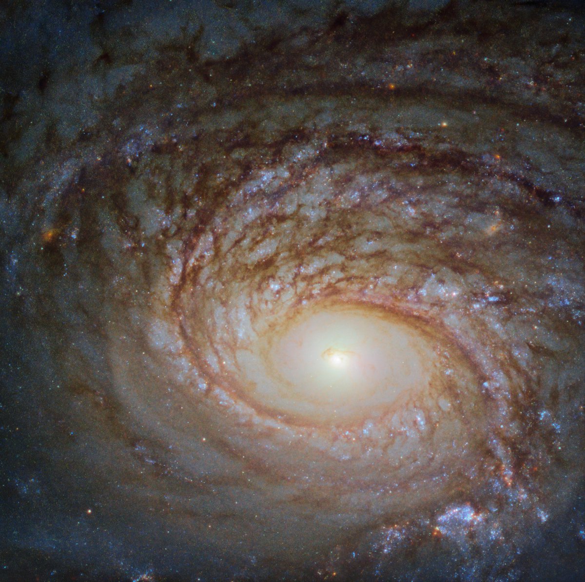 NASAHubble's tweet photo. #HubbleFriday Many galaxies we see with Hubble look similar: spiral arms, a glowing center, &amp; bright specks of star formation with dark ripples of dust weaving throughout. Spiral galaxy NGC 772 is no exception: https://t.co/kREt8UURb8 https://t.co/ELwmg4cTmH