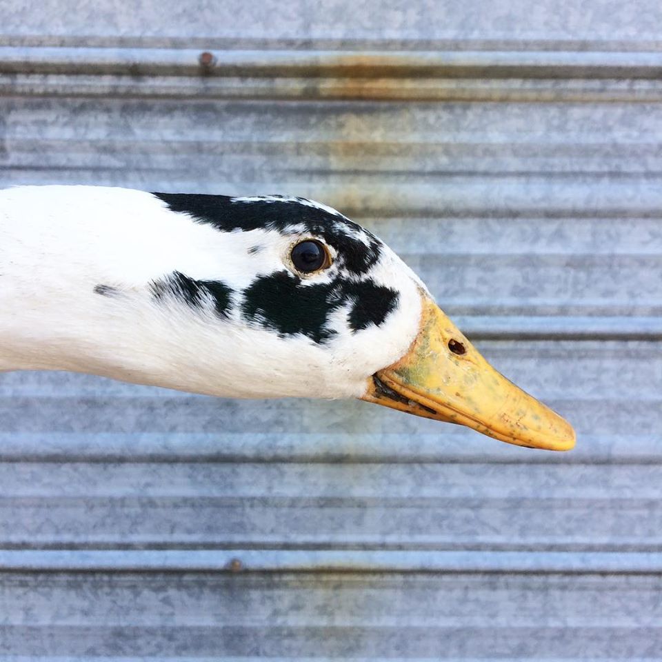 apricotvalleytb's tweet photo. Next up on #DuckFaceFriday is this black Ancona drake!  Ancona's are the Holstein cows of the waterfowl world and we love their sporadic patterns due to the broken runner pattern gene.

Do you have Ancona's? https://t.co/b6cJXG8xhr