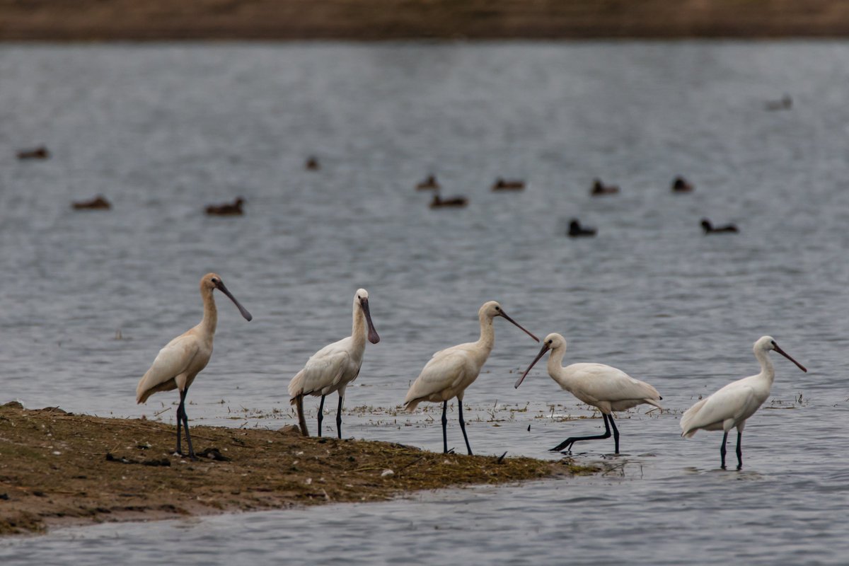 Wereld Natuur Fonds tweet media