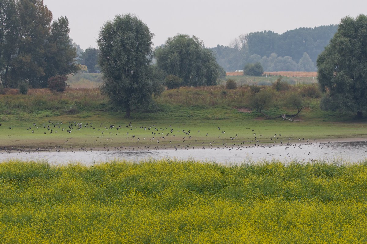 Wereld Natuur Fonds tweet media
