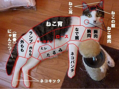 とにかく可愛い猫たち Neko Kyun Twitter