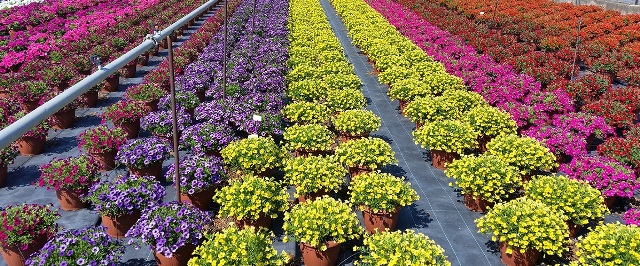 Coldirettipd's tweet photo. Consorzi di Bonifica verso il voto, incontri florovivaismo ed eventi "Land of wine stars". Leggi le ultime notizie e conosci le principali novità per il mondo agricolo, a cura di Coldiretti Impresa Verde Padova - https://t.co/0LX4vvREHV https://t.co/FffvY5LikI